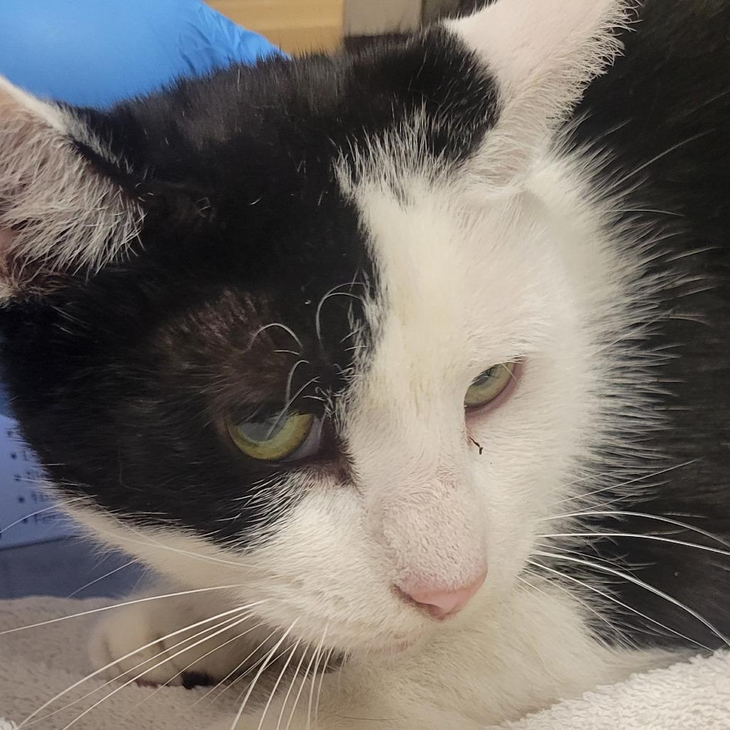 Betty, Adoptable, Adult Female Domestic Short Hair.