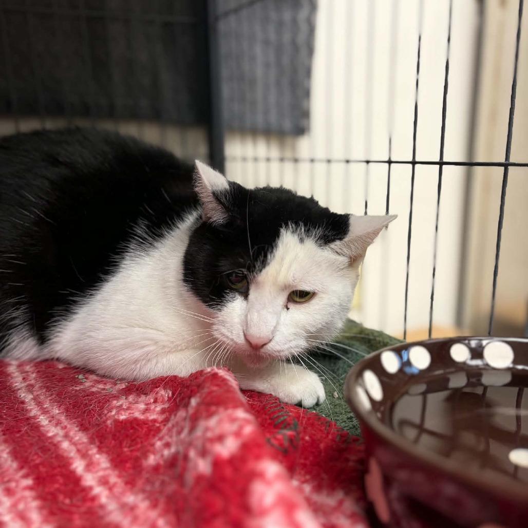 Enlarge Betty, a Adoptable Domestic Short Hair in Milan, IL image 2/2