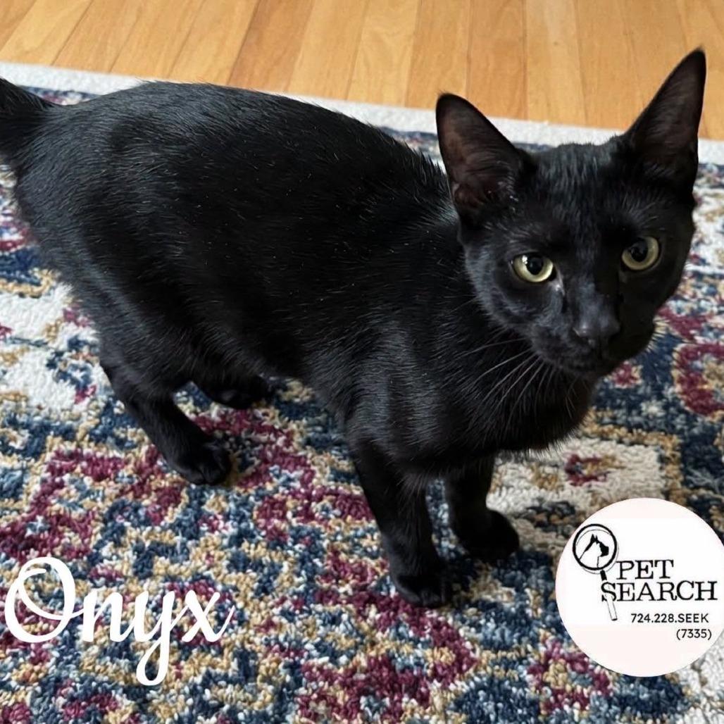 Enlarge Onyx, a Adoptable mixed breed in Washington, PA image 1/1