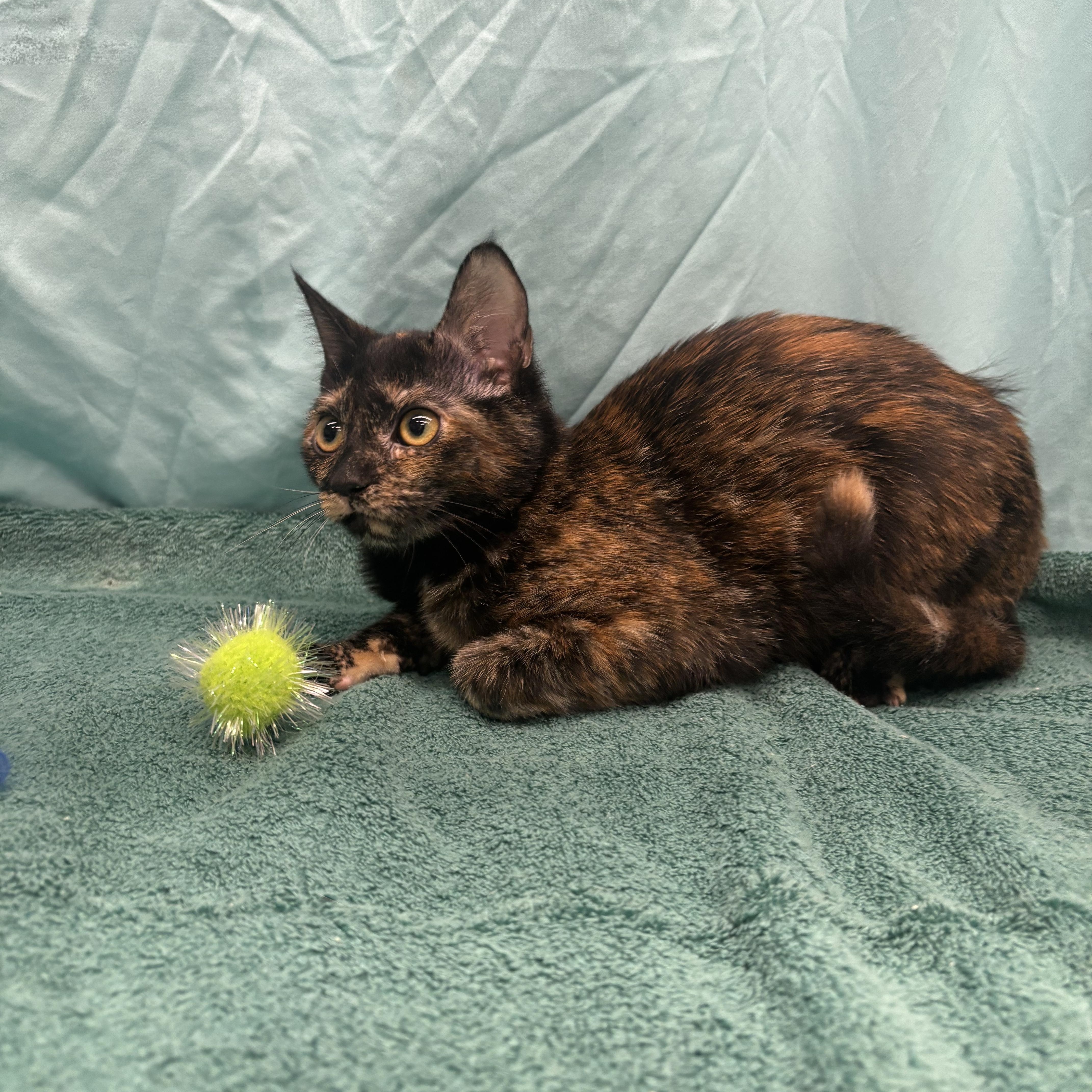 Enlarge Bubbles, a Adoptable Domestic Short Hair in Statesboro, GA image 1/3