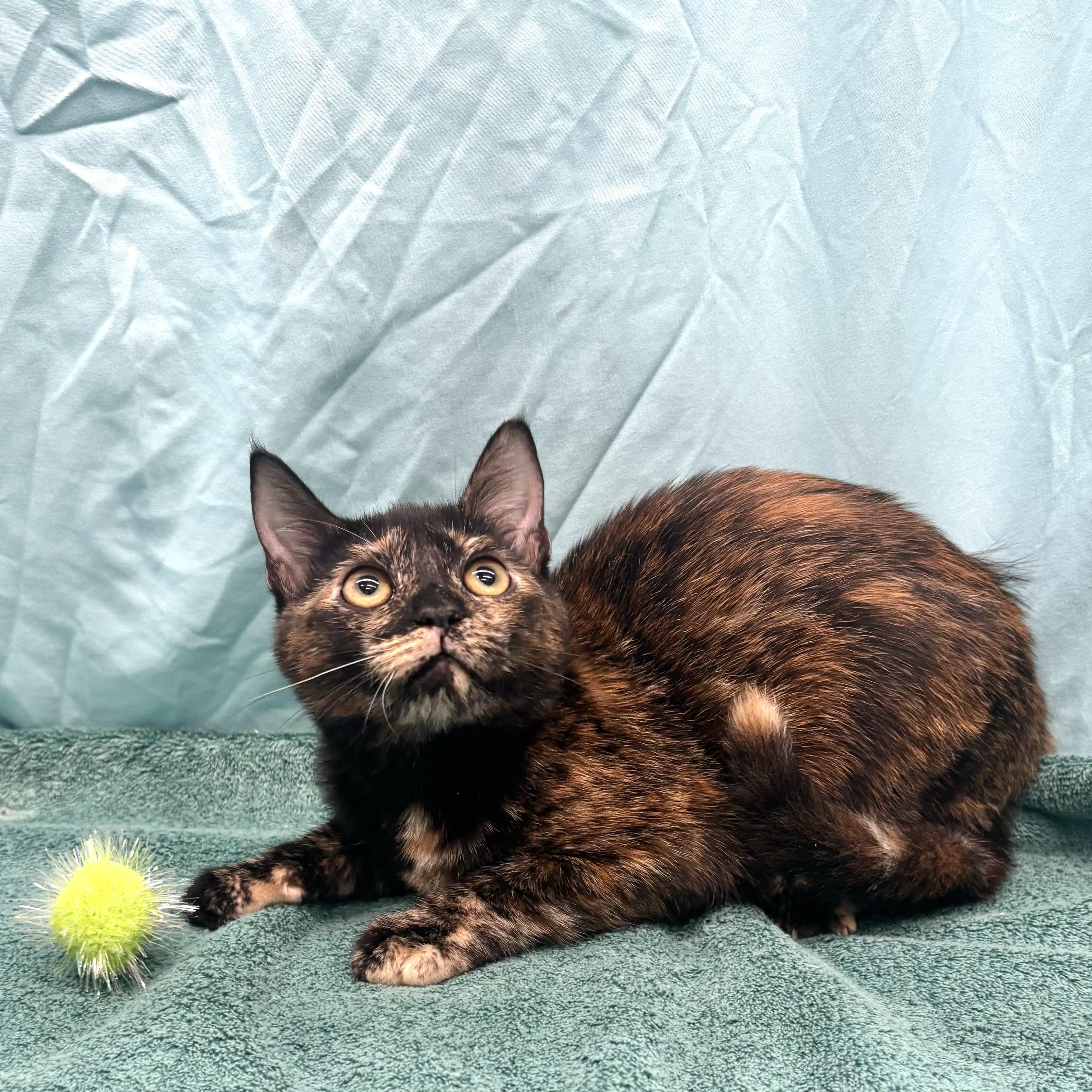 Enlarge Bubbles, a Adoptable Domestic Short Hair in Statesboro, GA image 2/3