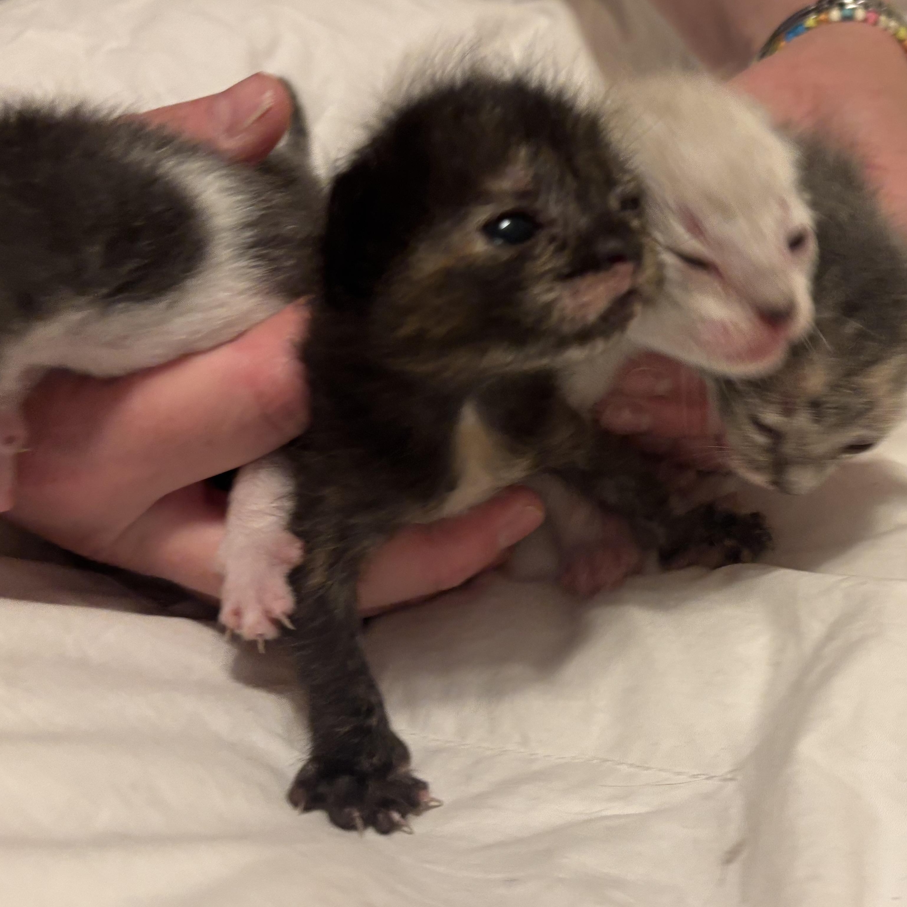 Enlarge Bubbles, a Adoptable Domestic Short Hair in Statesboro, GA image 3/3