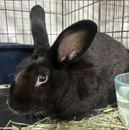 Enlarge Shadow, a Adoptable Bunny Rabbit in Navarre, FL image 1/1