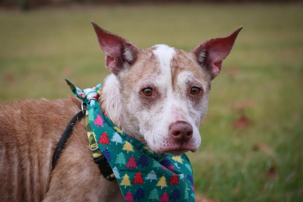 Sassy, Adoptable, Senior Female Mixed Breed.