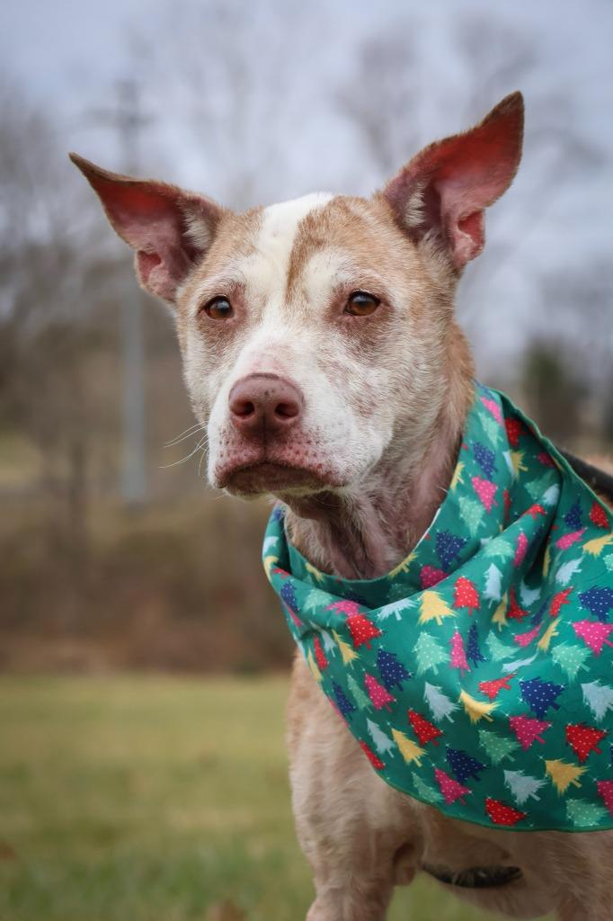 Enlarge Sassy, a Adoptable mixed breed in Columbia, TN image 2/4