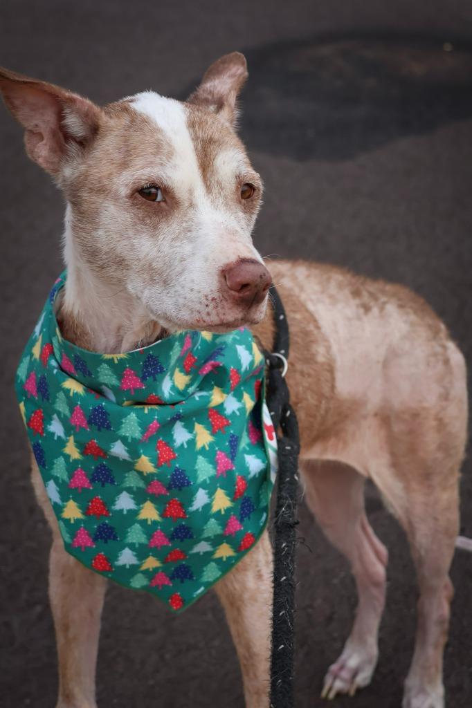 Enlarge Sassy, a Adoptable mixed breed in Columbia, TN image 3/4