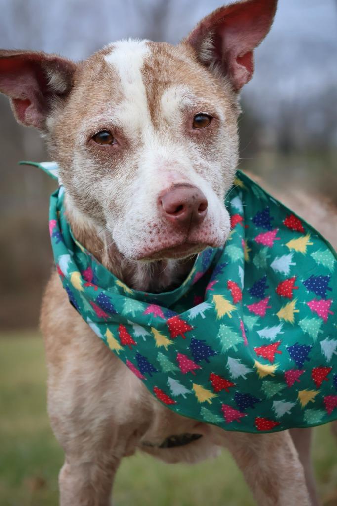 Enlarge Sassy, a Adoptable mixed breed in Columbia, TN image 4/4