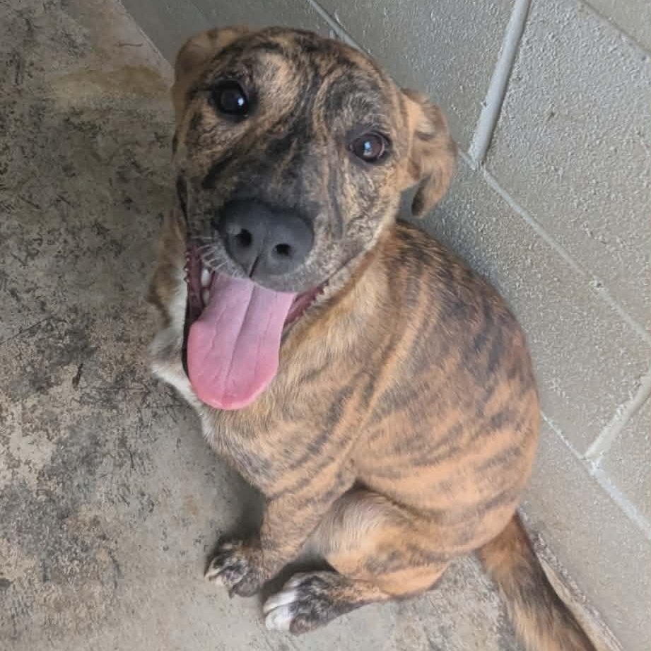 Chili, ADOPTABLE, Young Female Pit Bull Terrier.