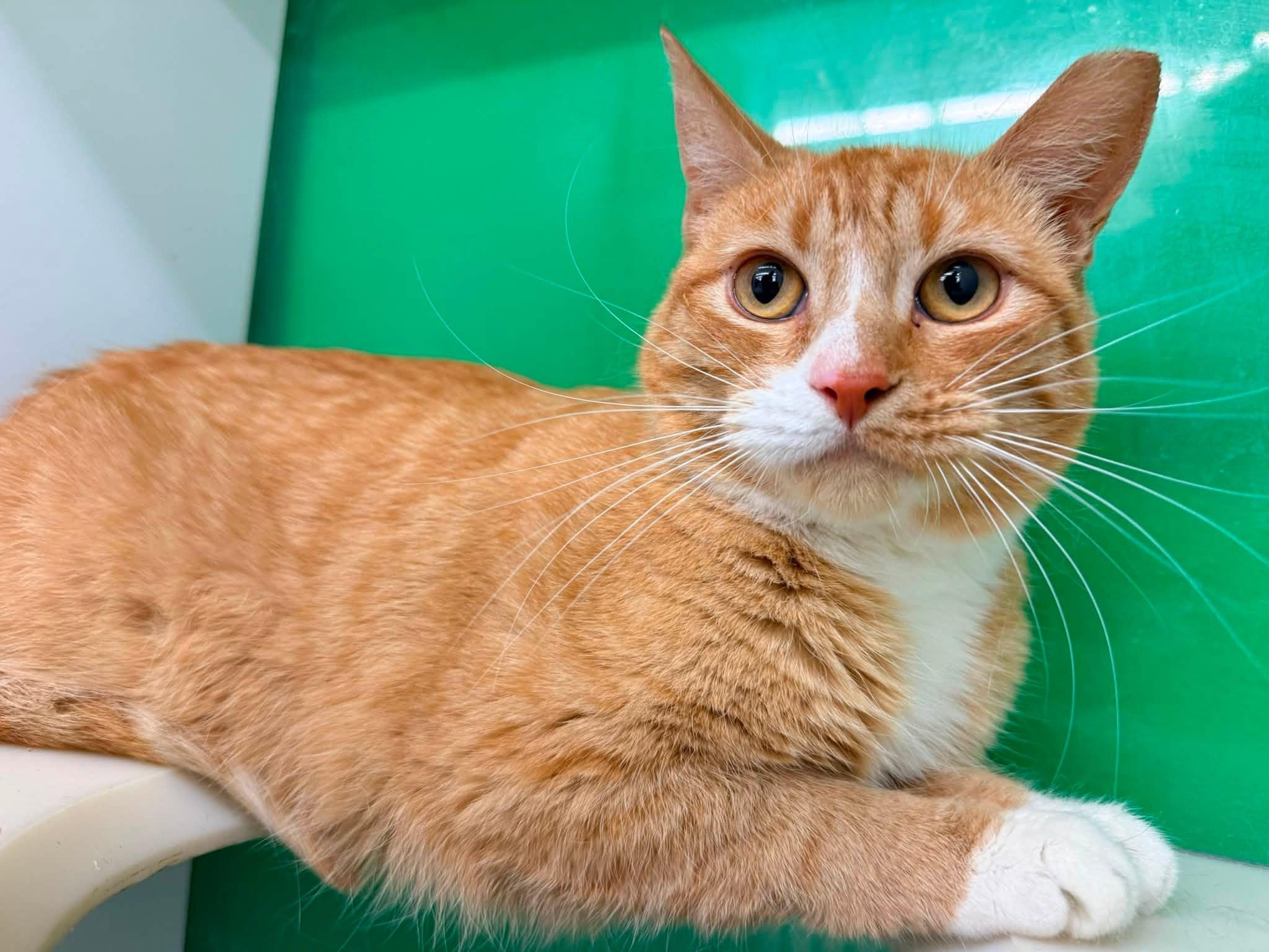 Meadow, an adopted Domestic Short Hair in Cleveland, OH image 3/3