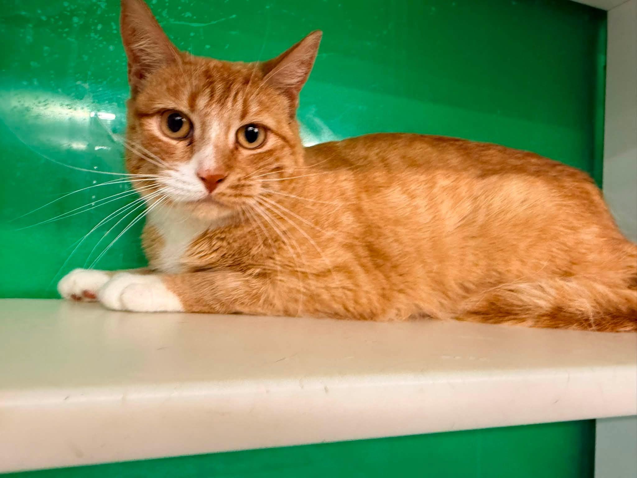 Meadow, adopted, Young Female Domestic Short Hair.
