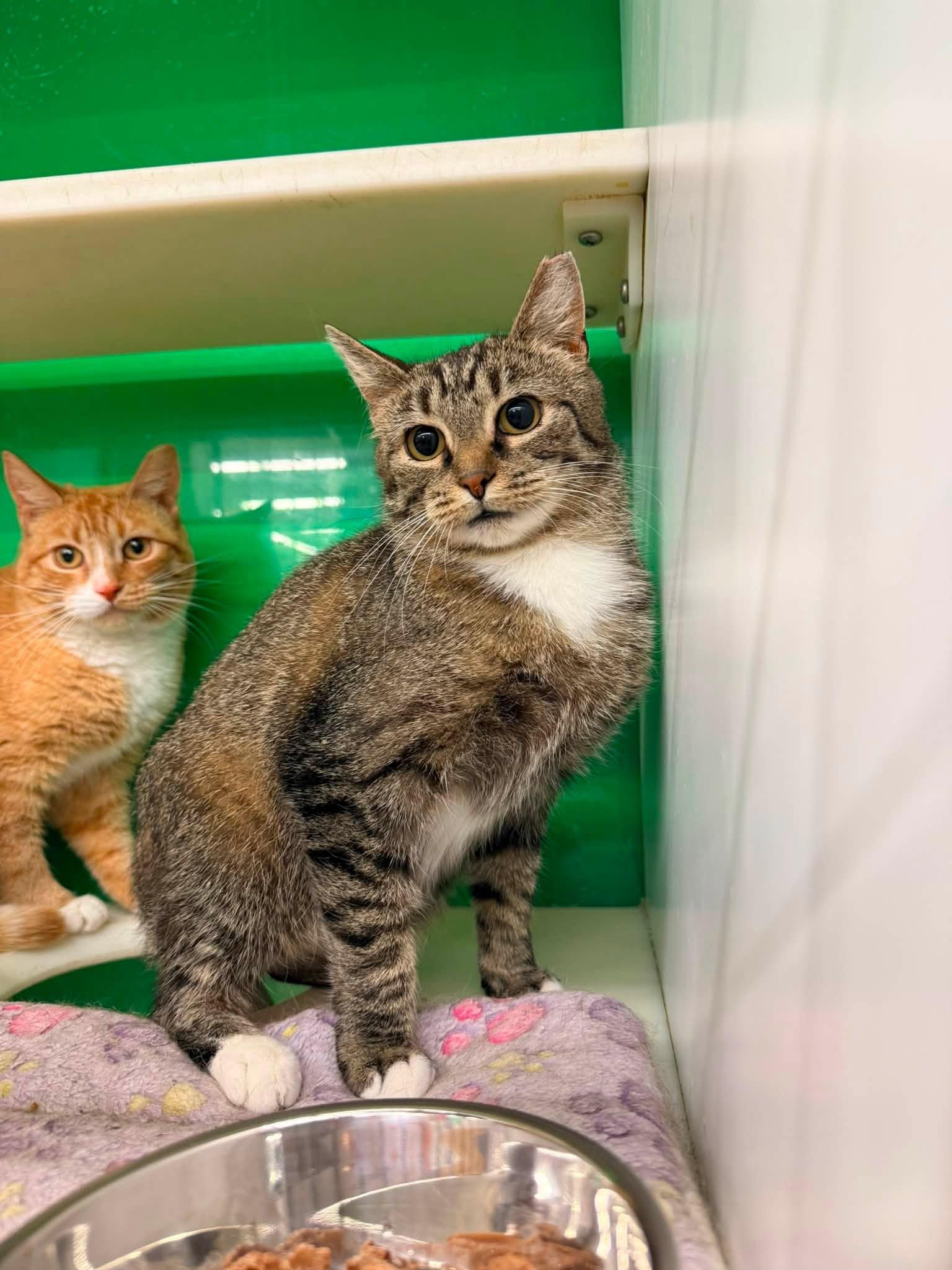 Meadow, an adopted Domestic Short Hair in Cleveland, OH image 2/3