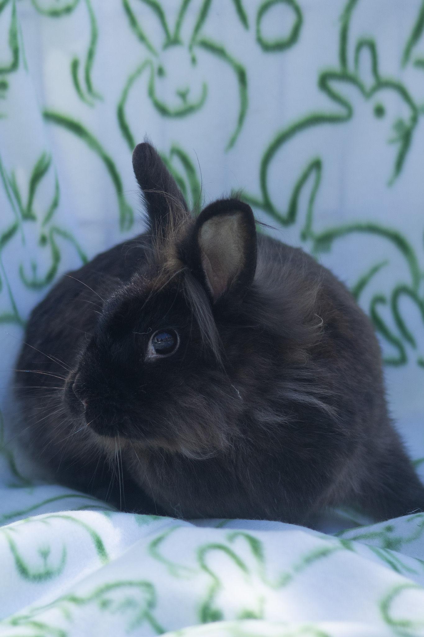 Poppy, an adopted Lionhead in Bishopville, SC image 2/3