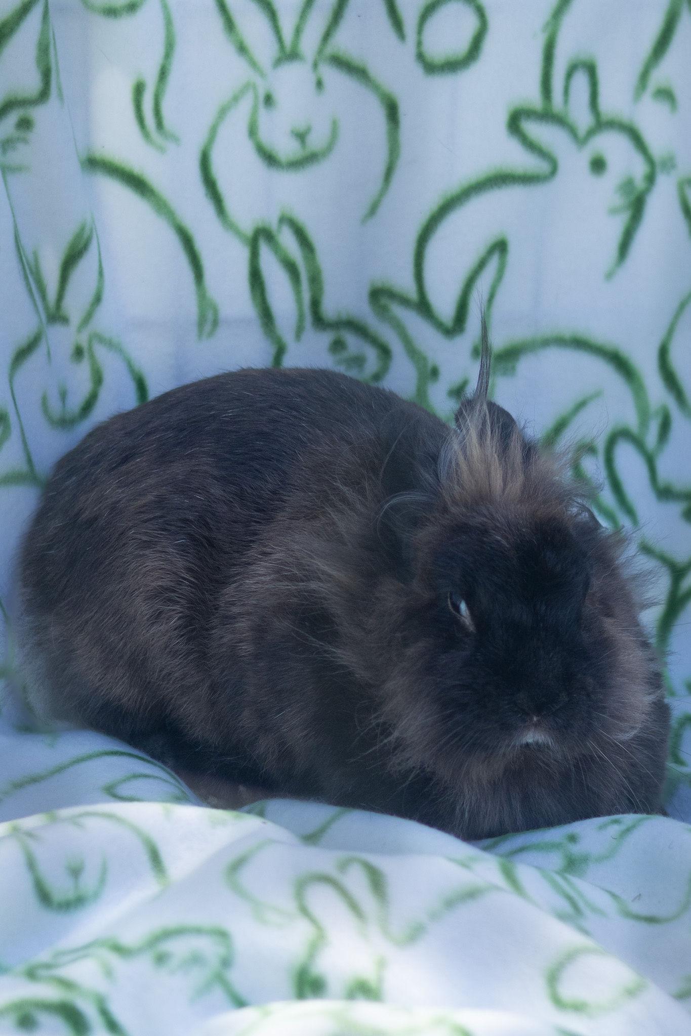 Poppy, an adopted Lionhead in Bishopville, SC image 3/3