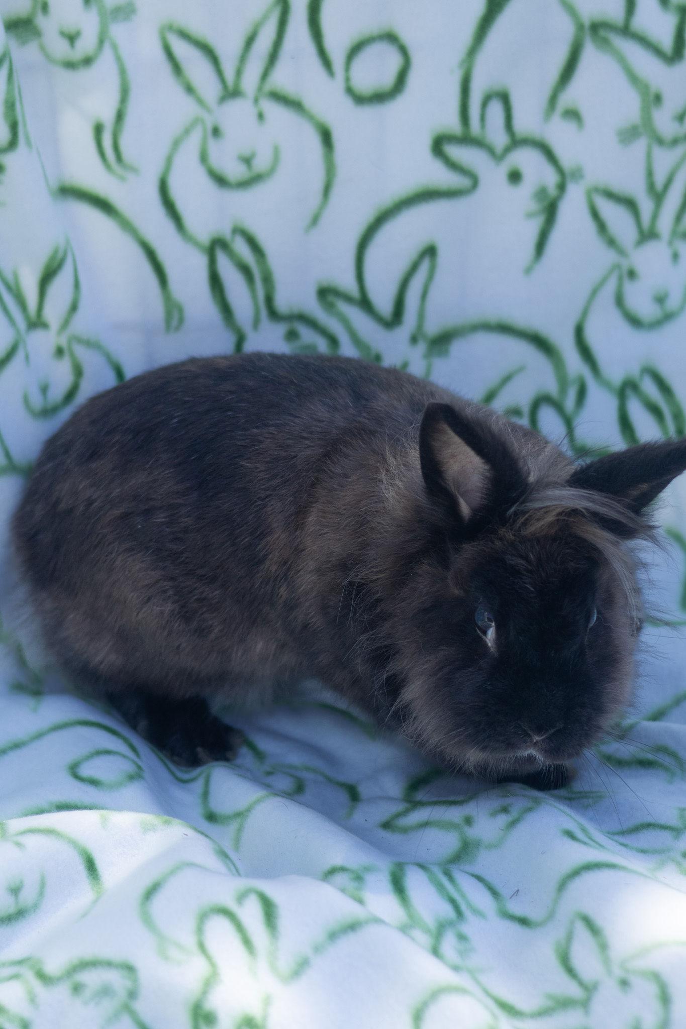 Poppy, an adopted Lionhead in Bishopville, SC image 1/3