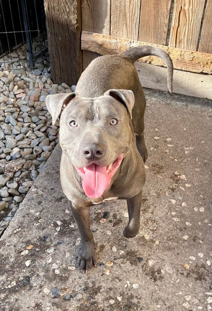 Enlarge Ramiro, a Adoptable American Staffordshire Terrier in Stockton, CA image 6/8