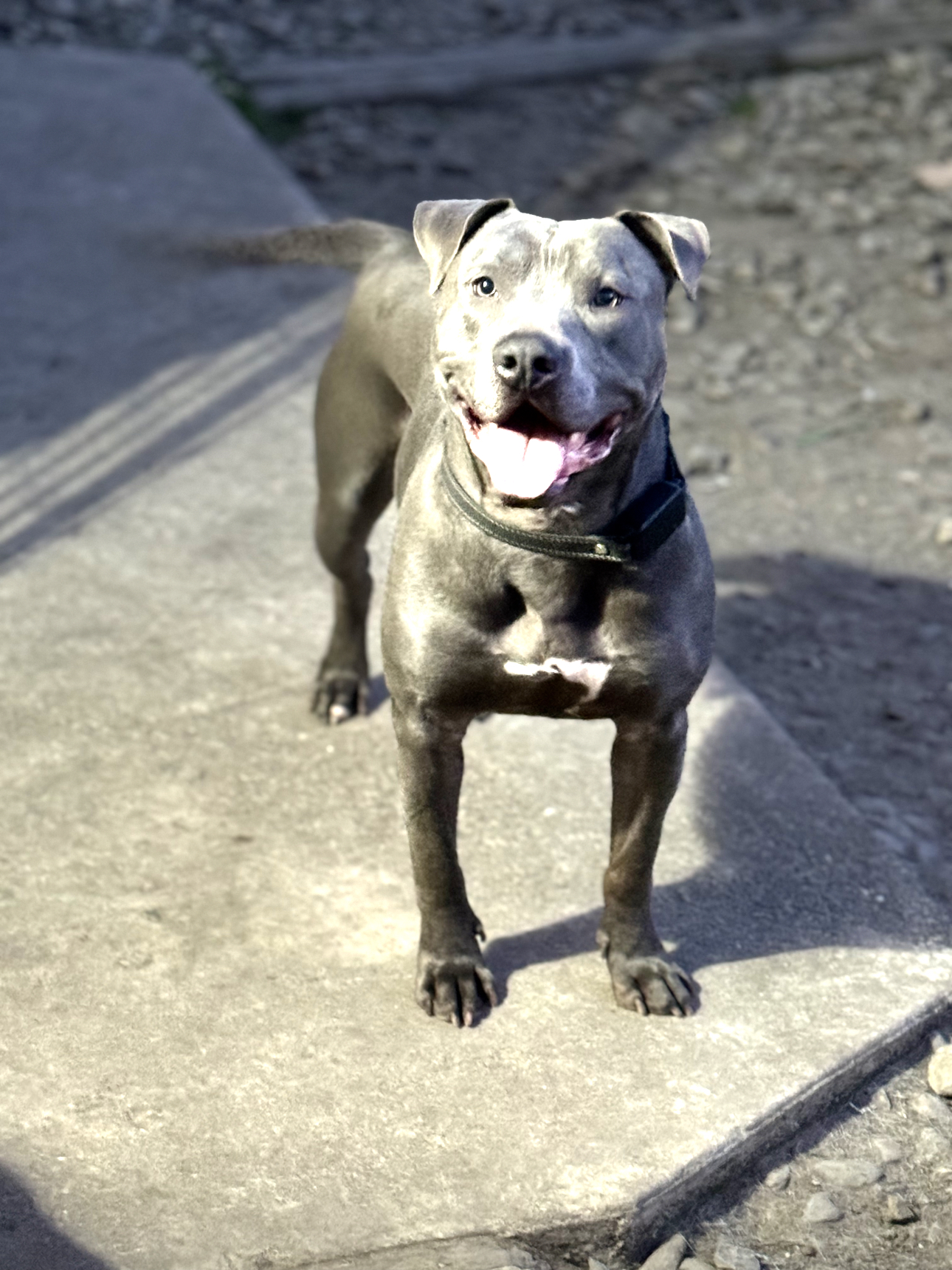 Enlarge Ramiro, a Adoptable American Staffordshire Terrier in Stockton, CA image 7/8