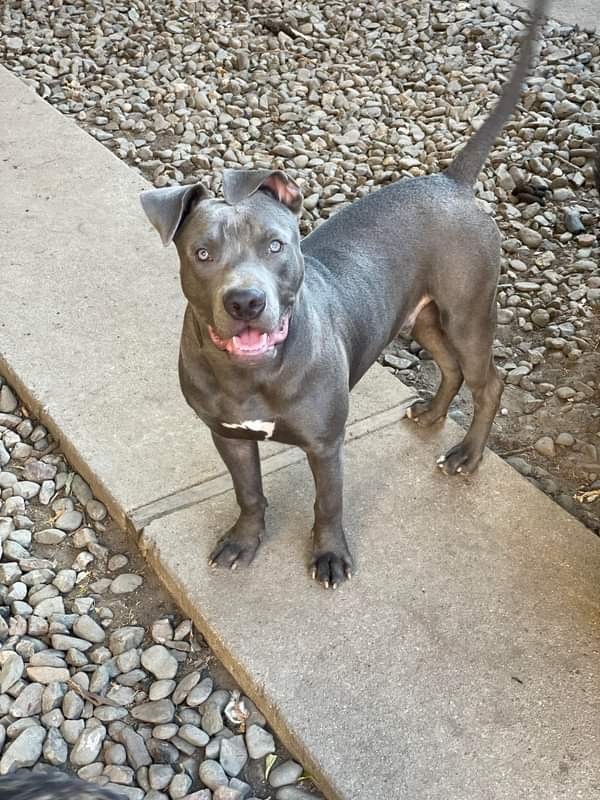 Enlarge Ramiro, a Adoptable American Staffordshire Terrier in Stockton, CA image 8/8