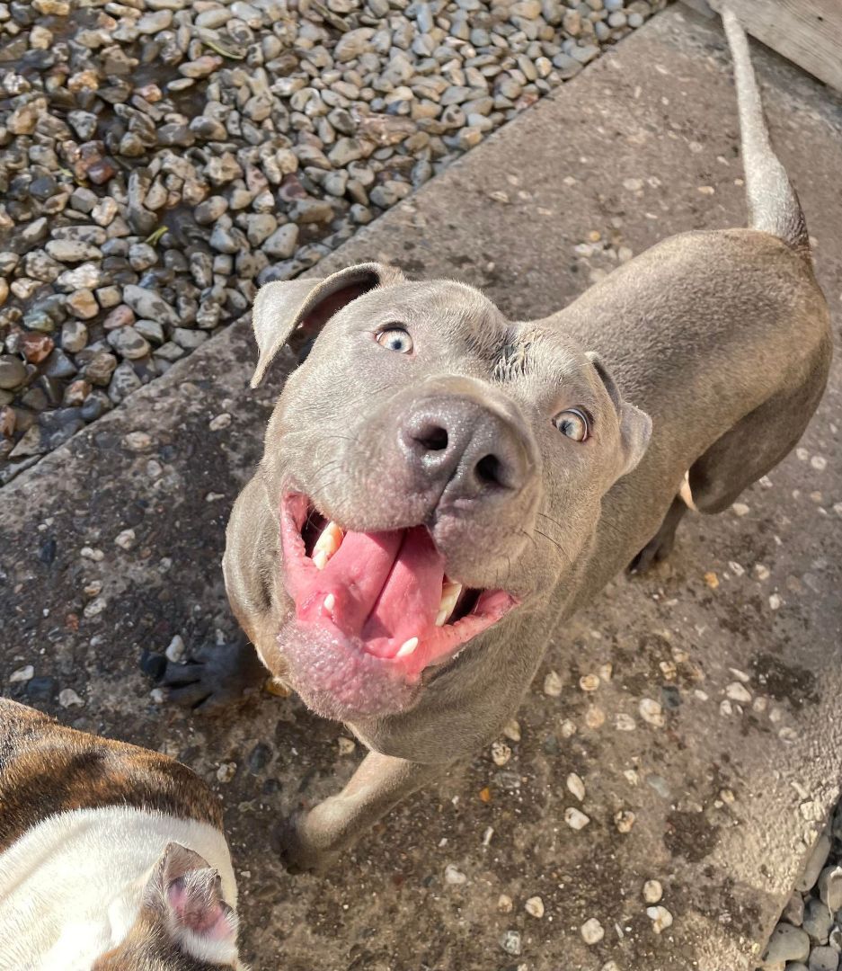 Enlarge Ramiro, a Adoptable American Staffordshire Terrier in Stockton, CA image 1/8
