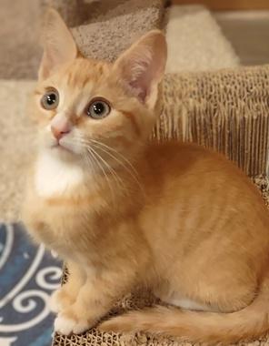 Enlarge Victor, an adopted Domestic Short Hair in Fair Oaks, CA image 1/2