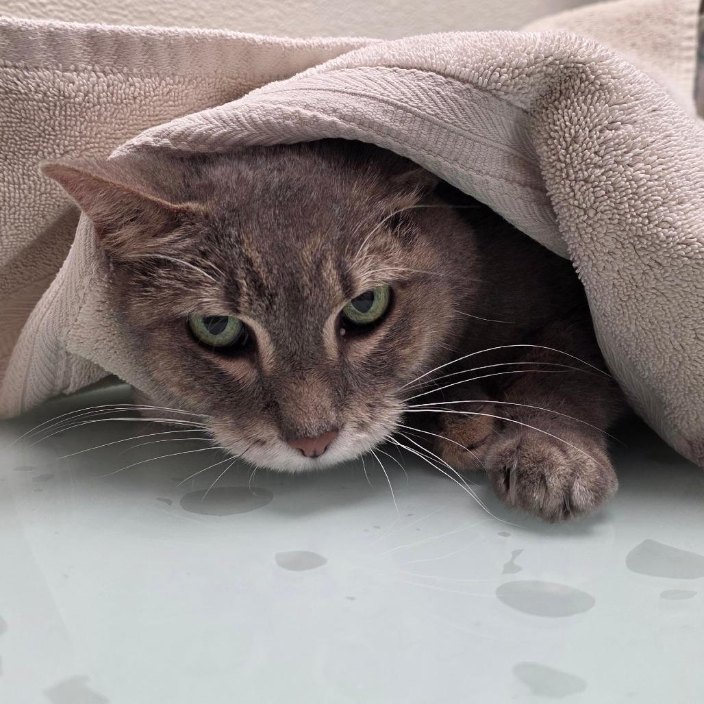 Enlarge Stray Hold-Priscilla, a Adoptable Domestic Short Hair in Albuquerque, NM image 1/1