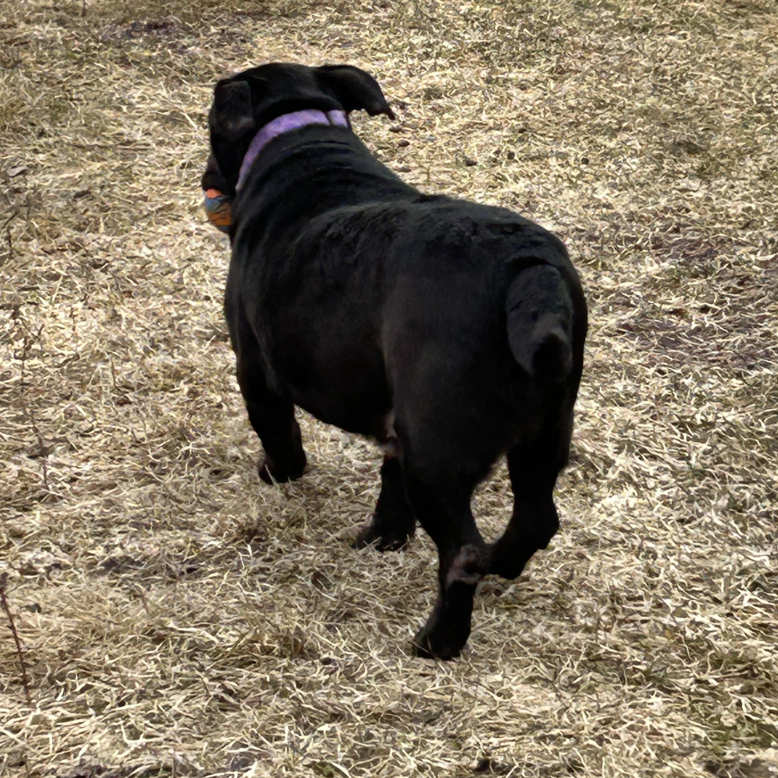 Enlarge Buddy, a ADOPTABLE mixed breed in Chelsea, VT image 3/4