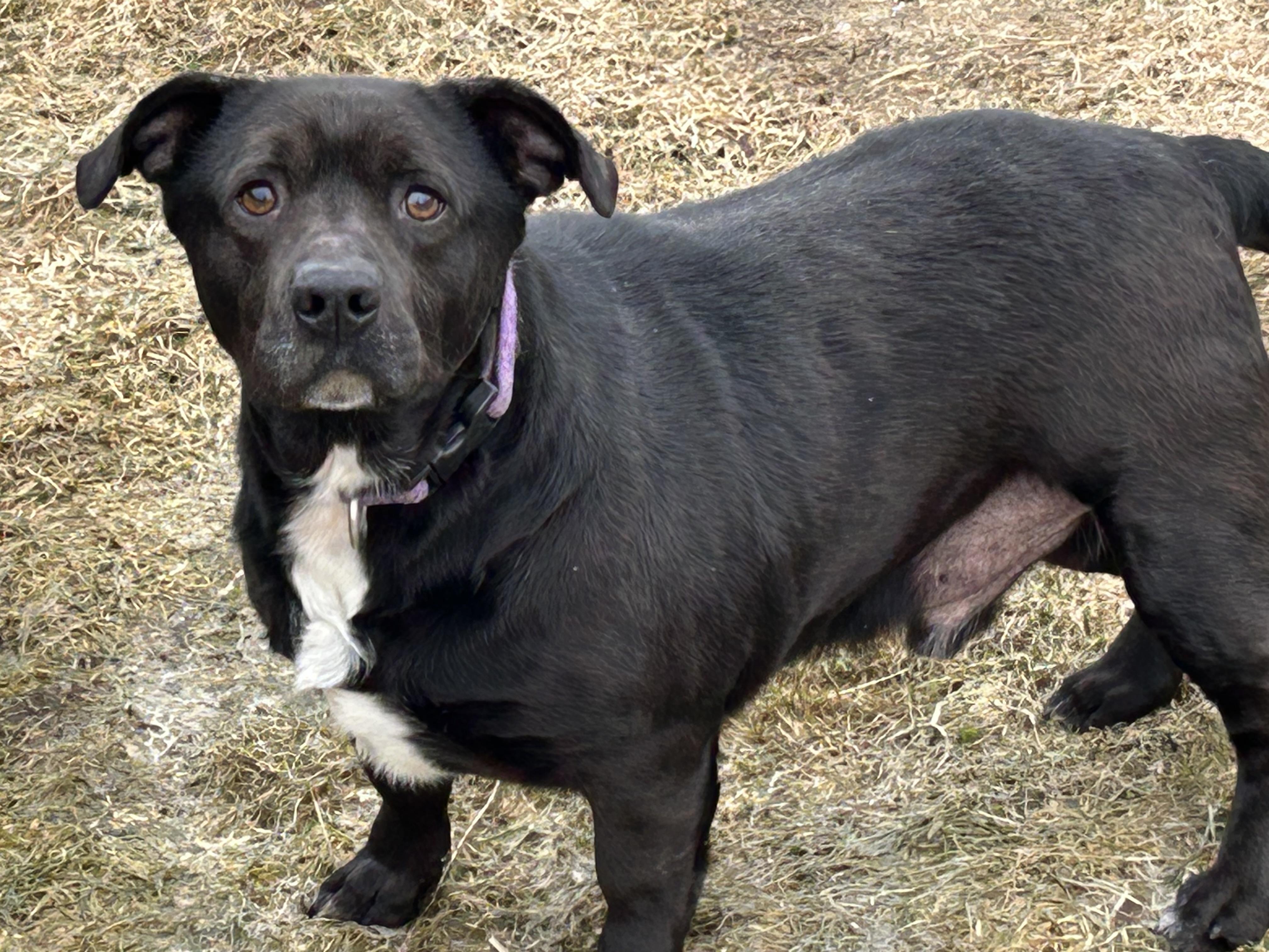 Buddy, ADOPTABLE, Adult Male Basset Hound & Labrador Retriever.