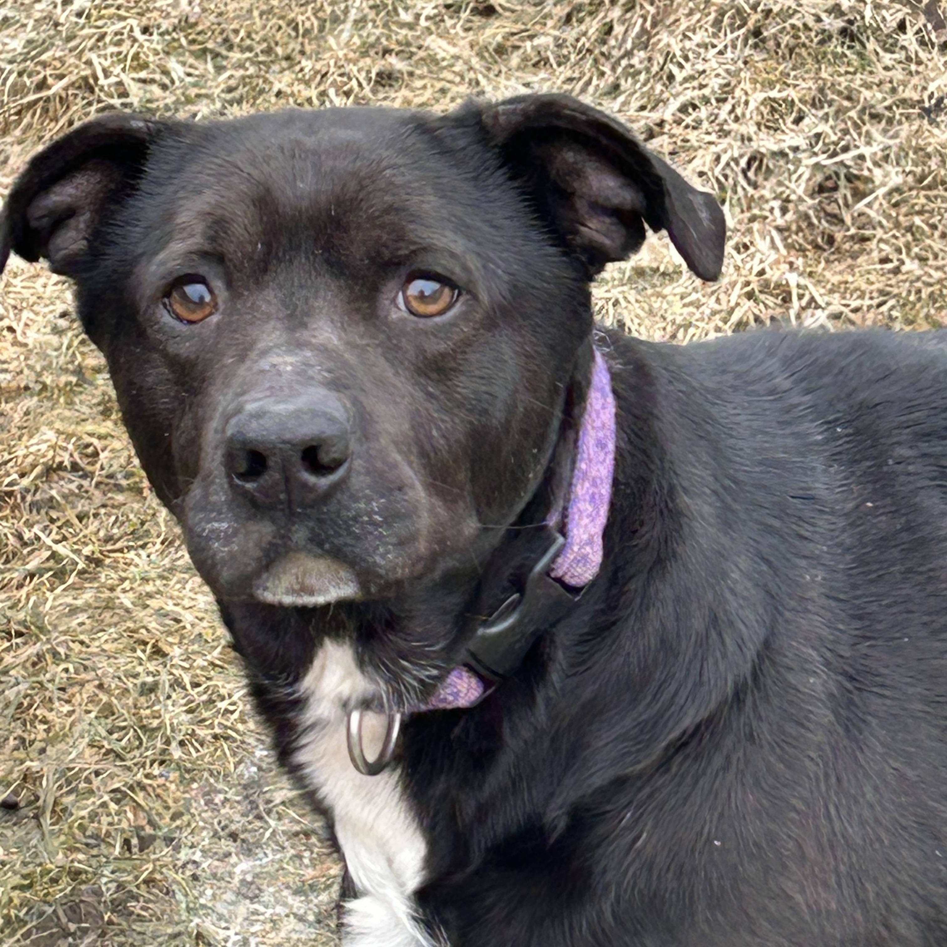 Enlarge Buddy, a ADOPTABLE mixed breed in Chelsea, VT image 4/4