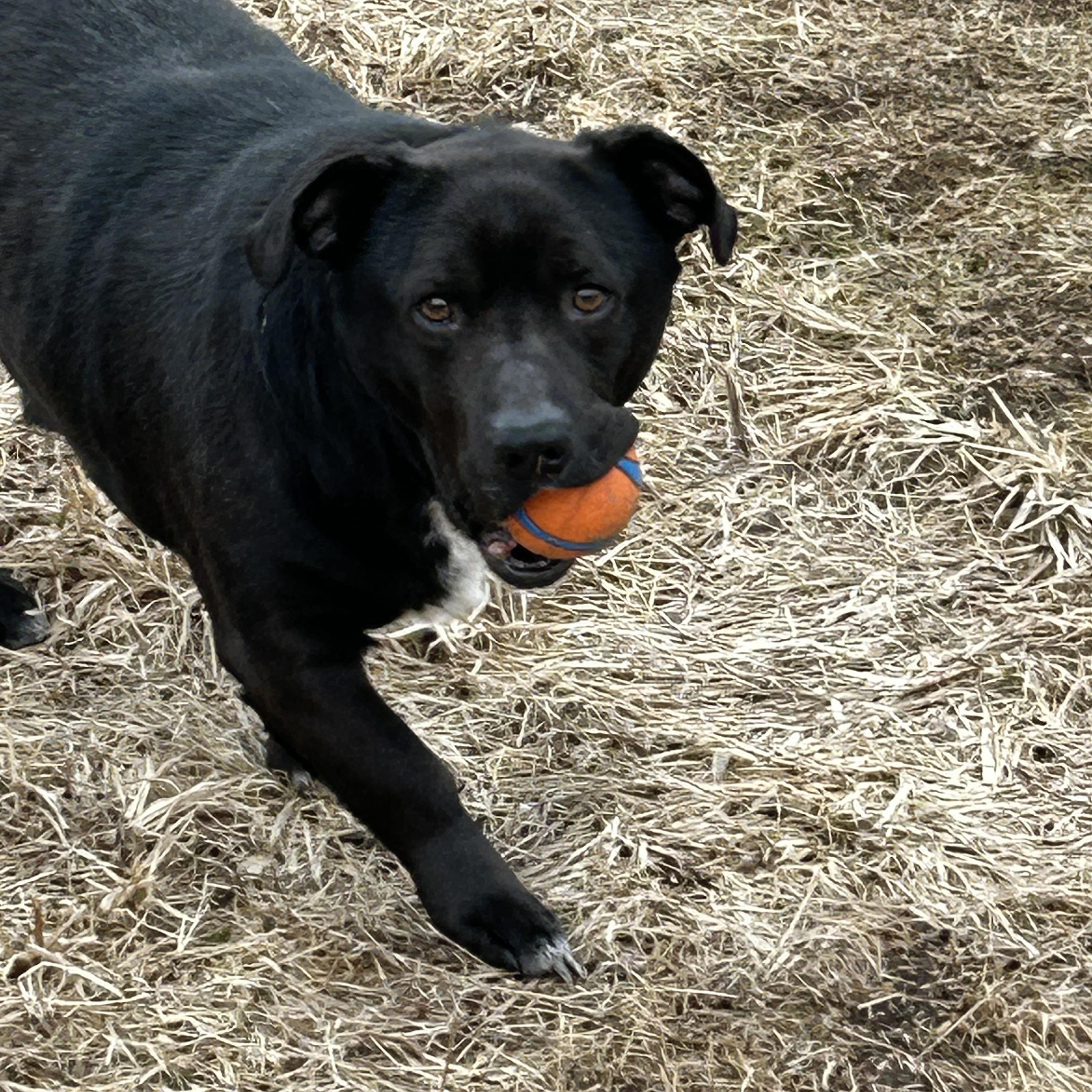 Enlarge Buddy, a ADOPTABLE mixed breed in Chelsea, VT image 2/4