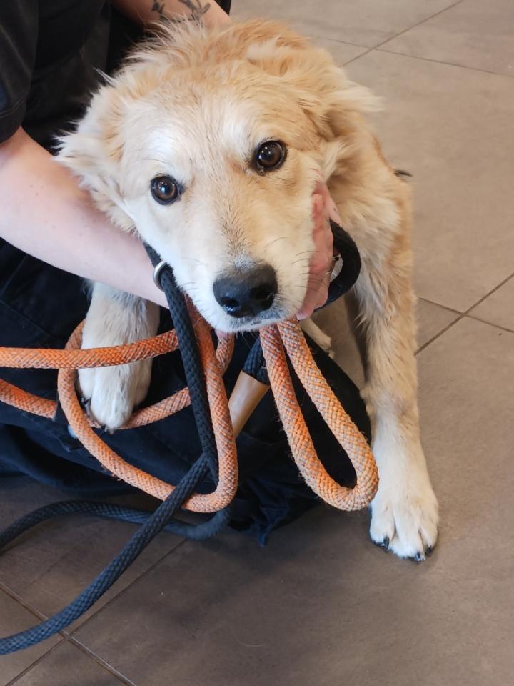 Winston , adopted, Puppy Male Golden Retriever.