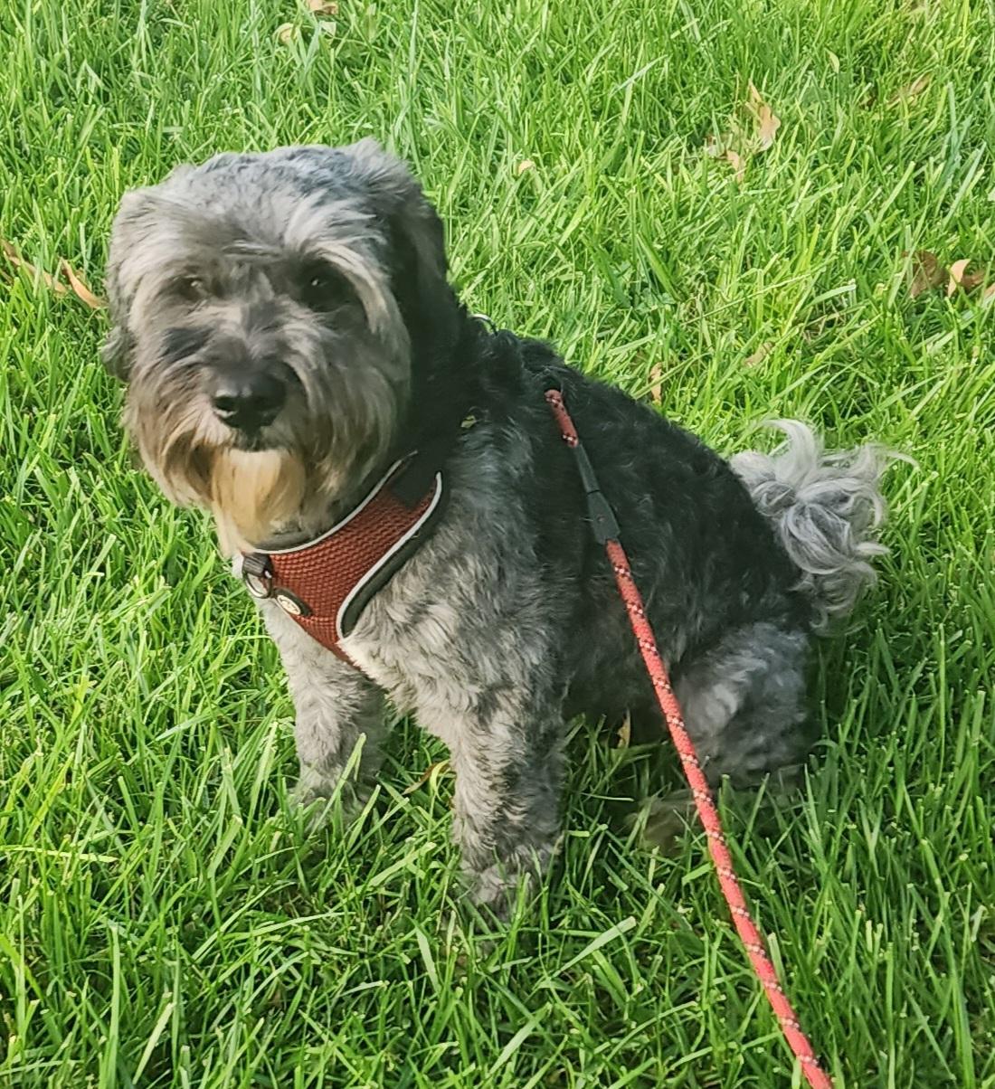 Enlarge Aly, a ADOPTABLE Maltipoo in Fallbrook, CA image 4/6