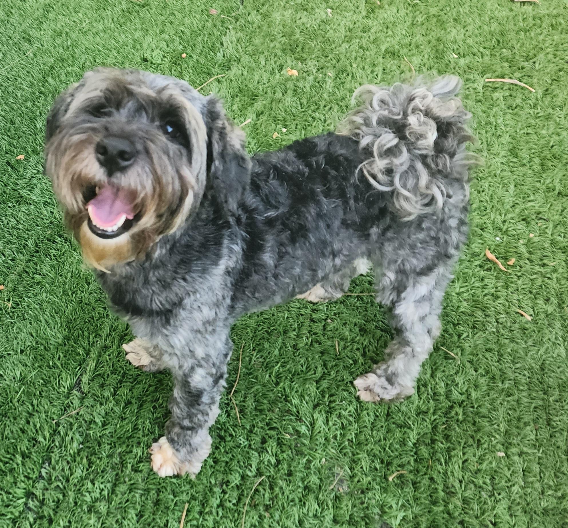 Enlarge Aly, a ADOPTABLE Maltipoo in Fallbrook, CA image 6/6