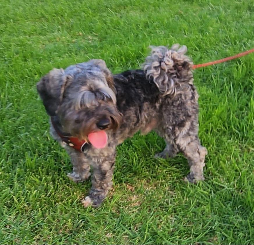 Enlarge Aly, a ADOPTABLE Maltipoo in Fallbrook, CA image 2/6