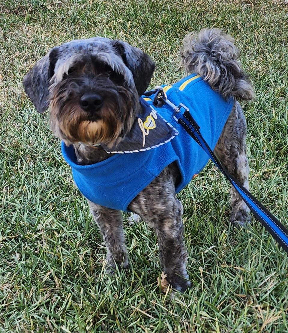 Enlarge Aly, a ADOPTABLE Maltipoo in Fallbrook, CA image 3/6