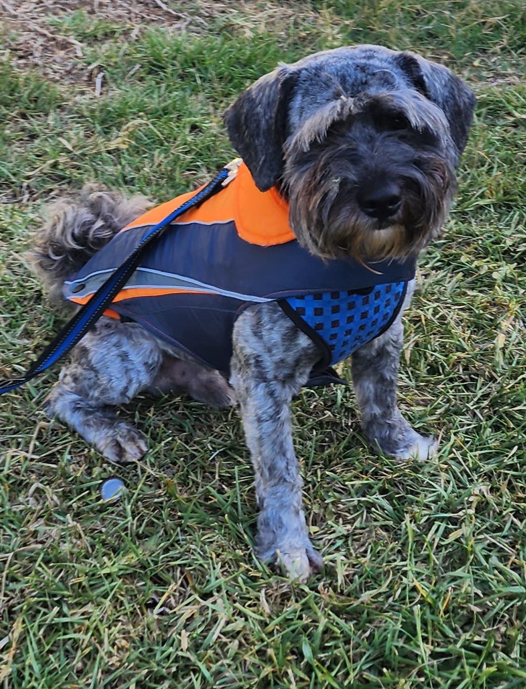 Enlarge Aly, a ADOPTABLE Maltipoo in Fallbrook, CA image 5/6
