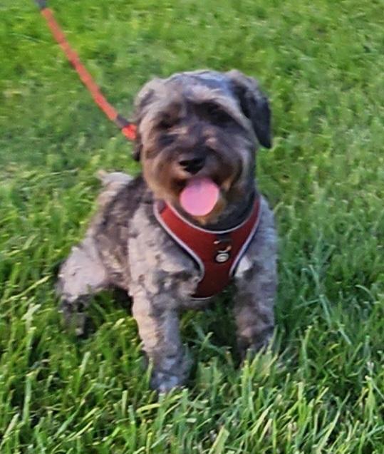 Enlarge Aly, a ADOPTABLE Maltipoo in Fallbrook, CA image 1/6