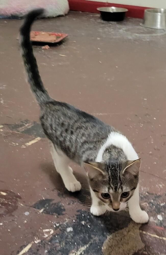 Rigatoni, Adoptable, Kitten Female Domestic Short Hair.