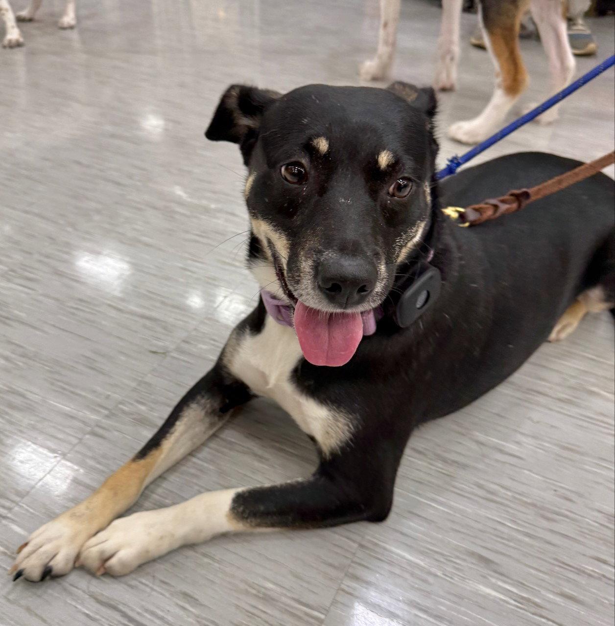 ZURI (MARLA), Adoptable, Adult Female Hound & Labrador Retriever.