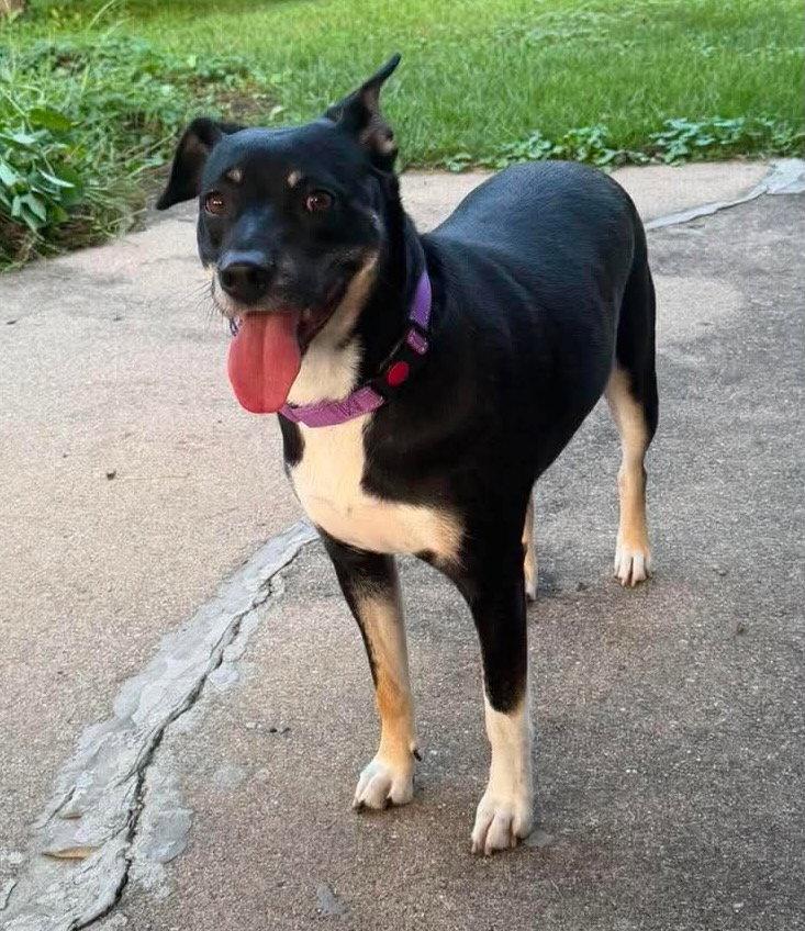 Enlarge ZURI (MARLA), a Adoptable mixed breed in GILBERTS, IL image 2/3