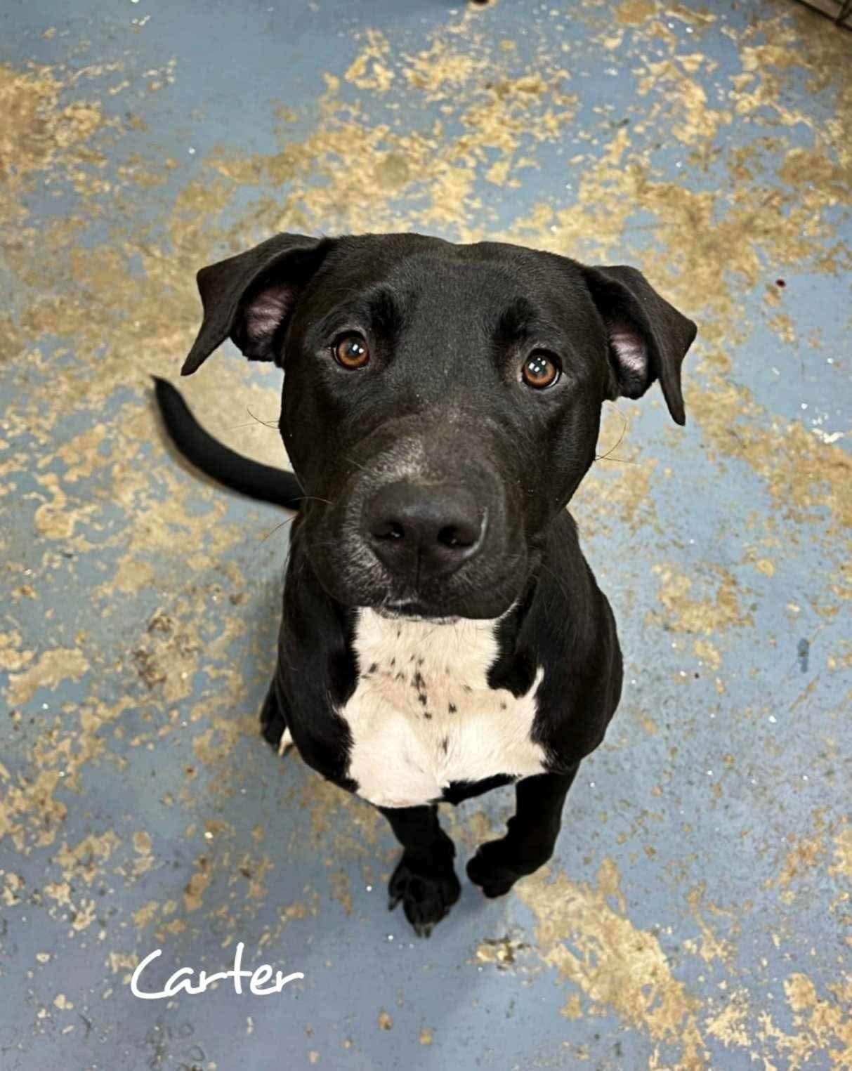 Carter, Adoptable, Adult Male Labrador Retriever.