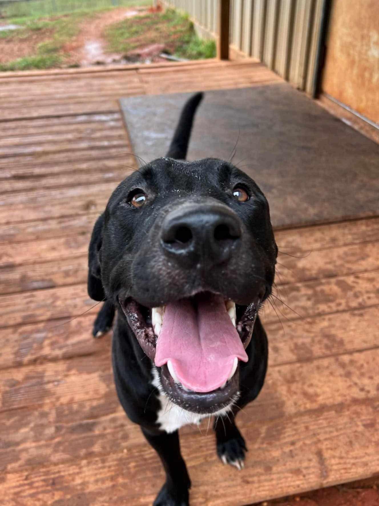 Carter, a Adoptable mixed breed in Copiague, NY image 3/3