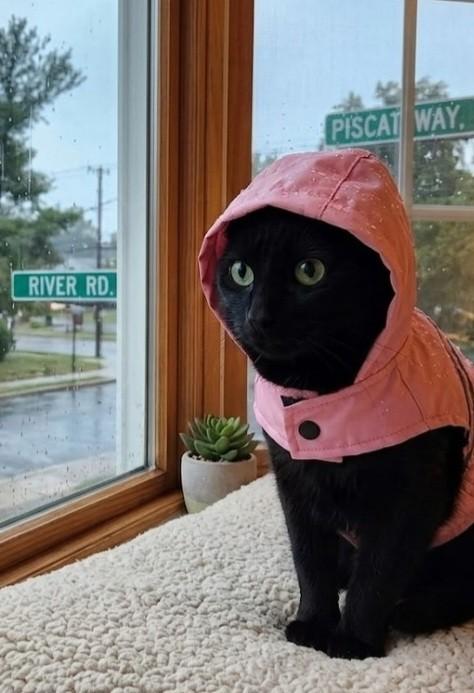 Chantilly, an adopted Domestic Short Hair in East Brunswick, NJ image 2/6