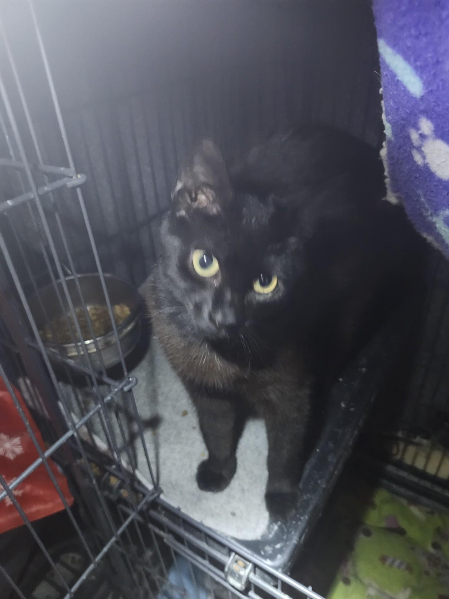 Enlarge Chantilly, a ADOPTABLE Domestic Short Hair in East Brunswick, NJ image 5/5