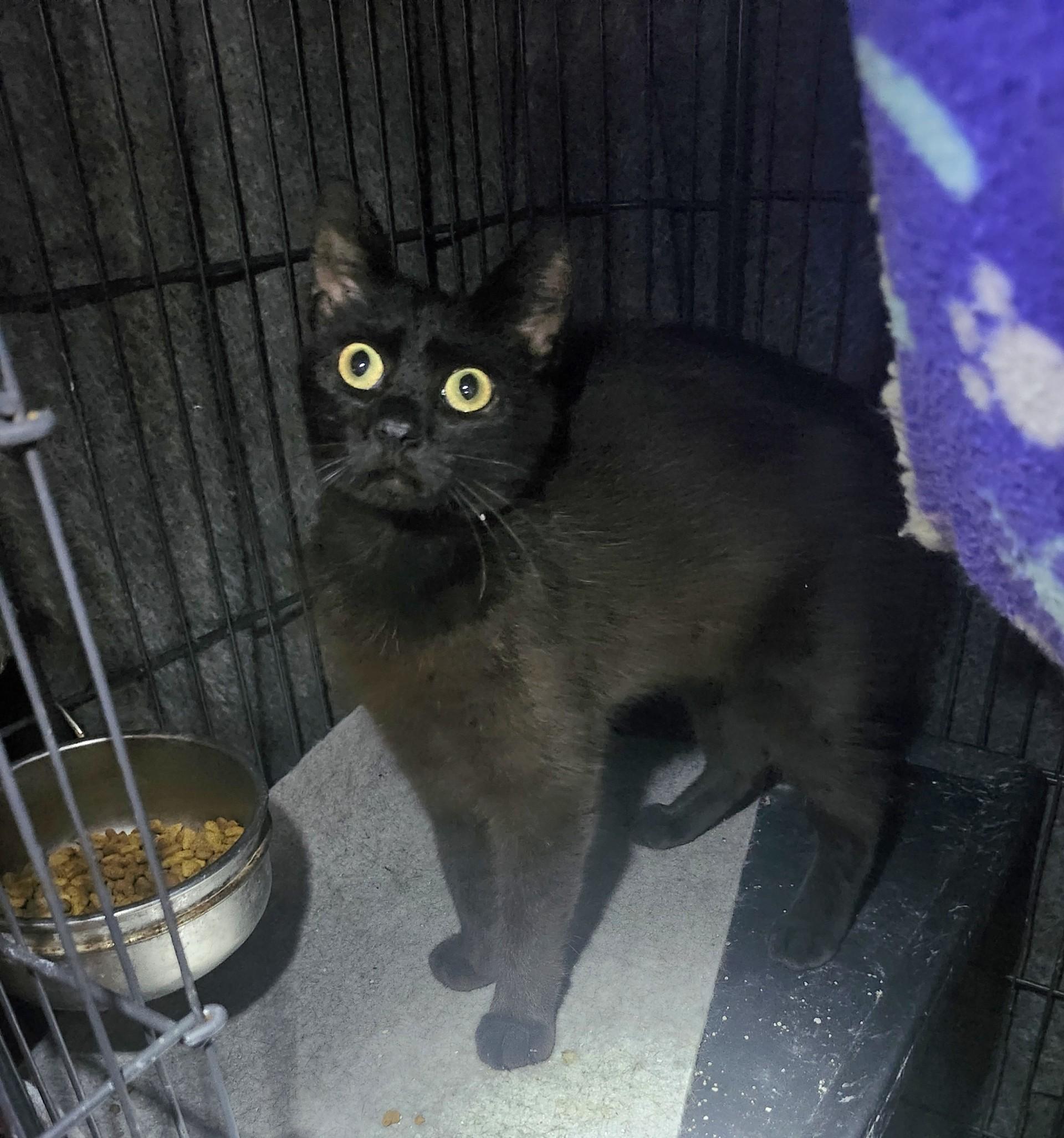 Enlarge Chantilly, a ADOPTABLE Domestic Short Hair in East Brunswick, NJ image 3/5