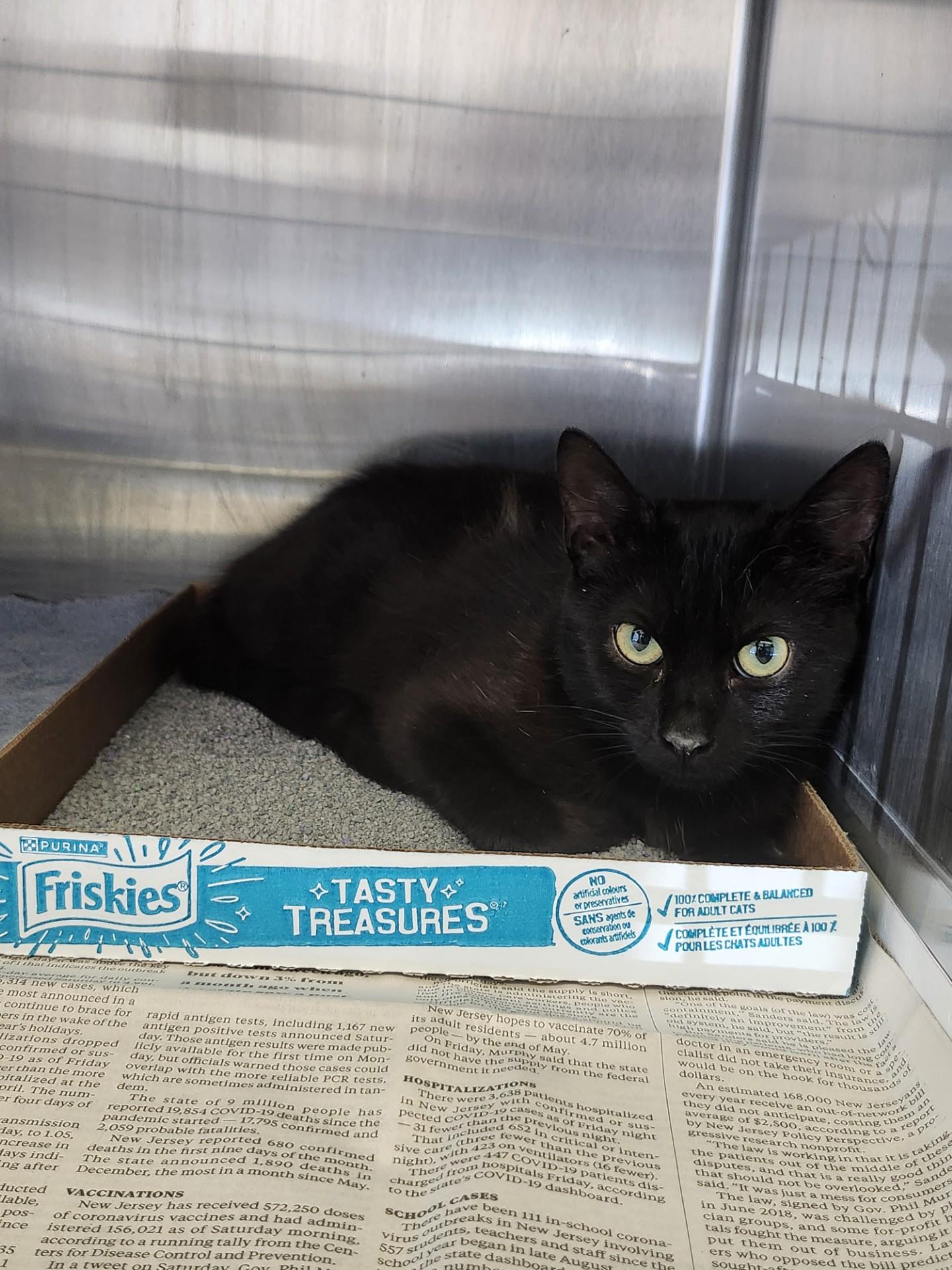 Enlarge Chantilly, a ADOPTABLE Domestic Short Hair in East Brunswick, NJ image 4/5