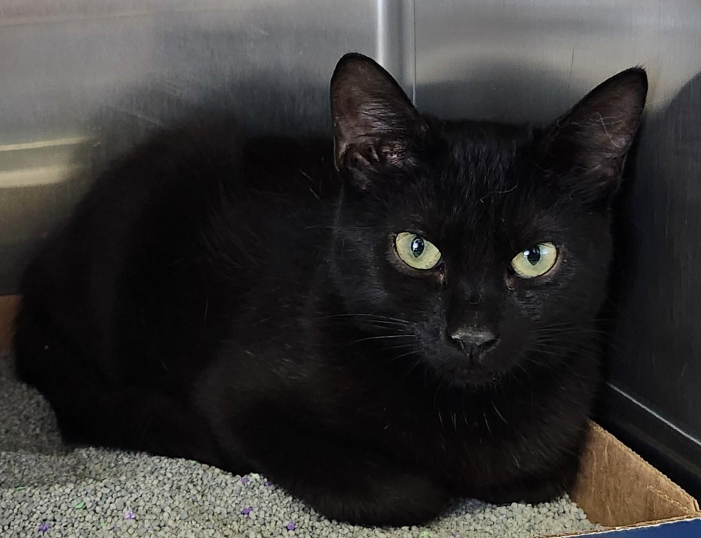 Enlarge Chantilly, a ADOPTABLE Domestic Short Hair in East Brunswick, NJ image 1/5