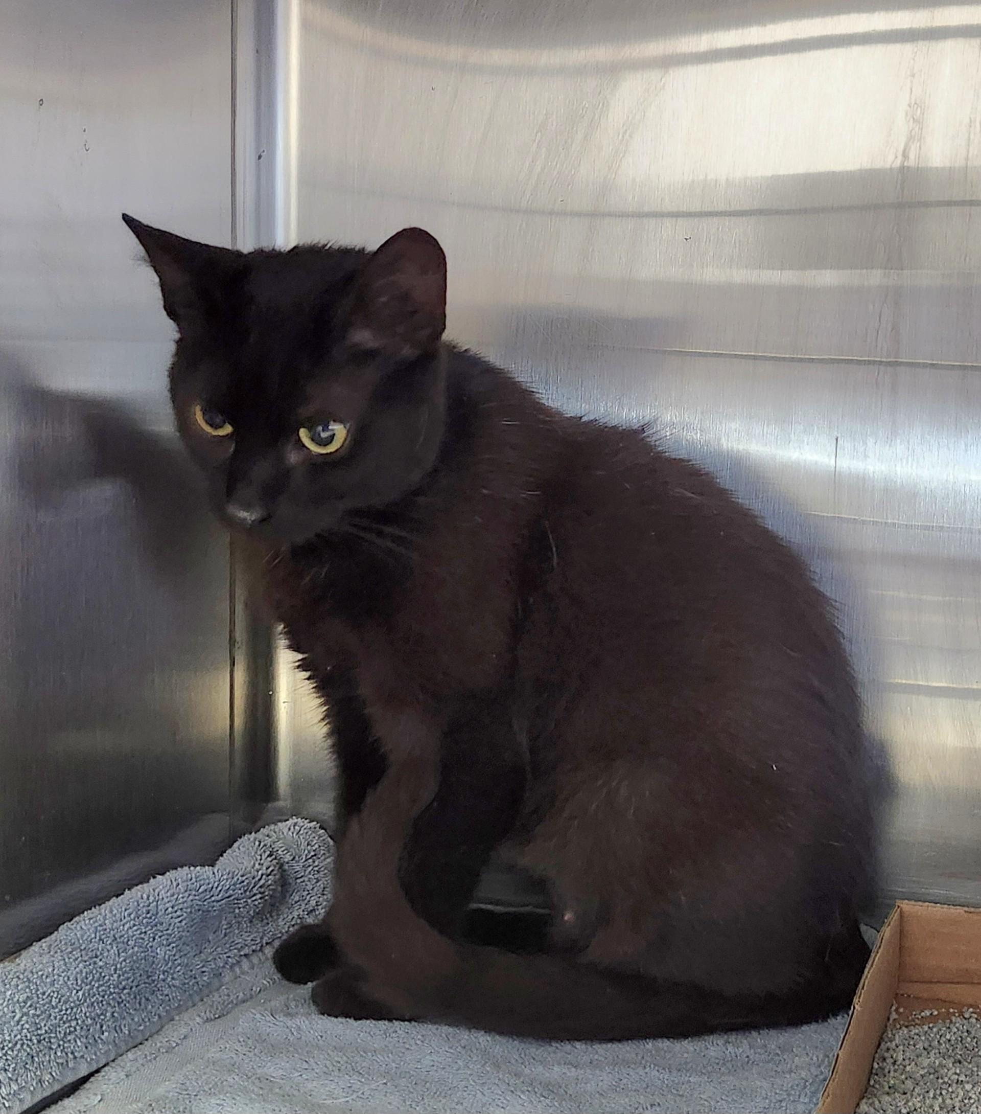 Chantilly, ADOPTABLE, Young Female Domestic Short Hair.