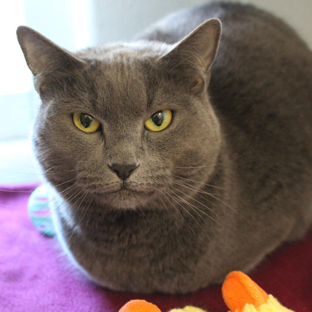 Pebbles, Adoptable, Adult Male Domestic Short Hair.