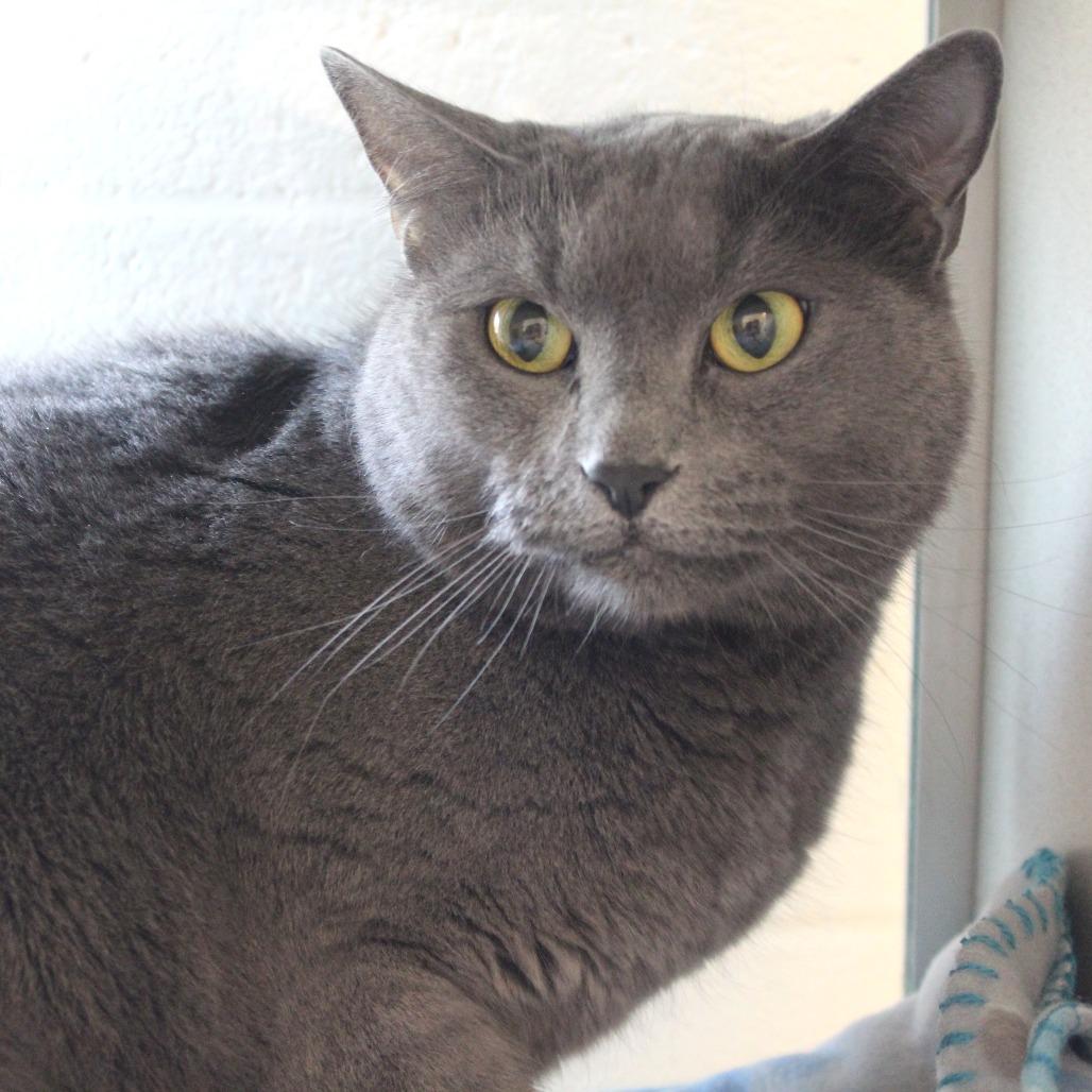 Pebbles, a Adoptable Domestic Short Hair in Gloucester, VA image 2/3