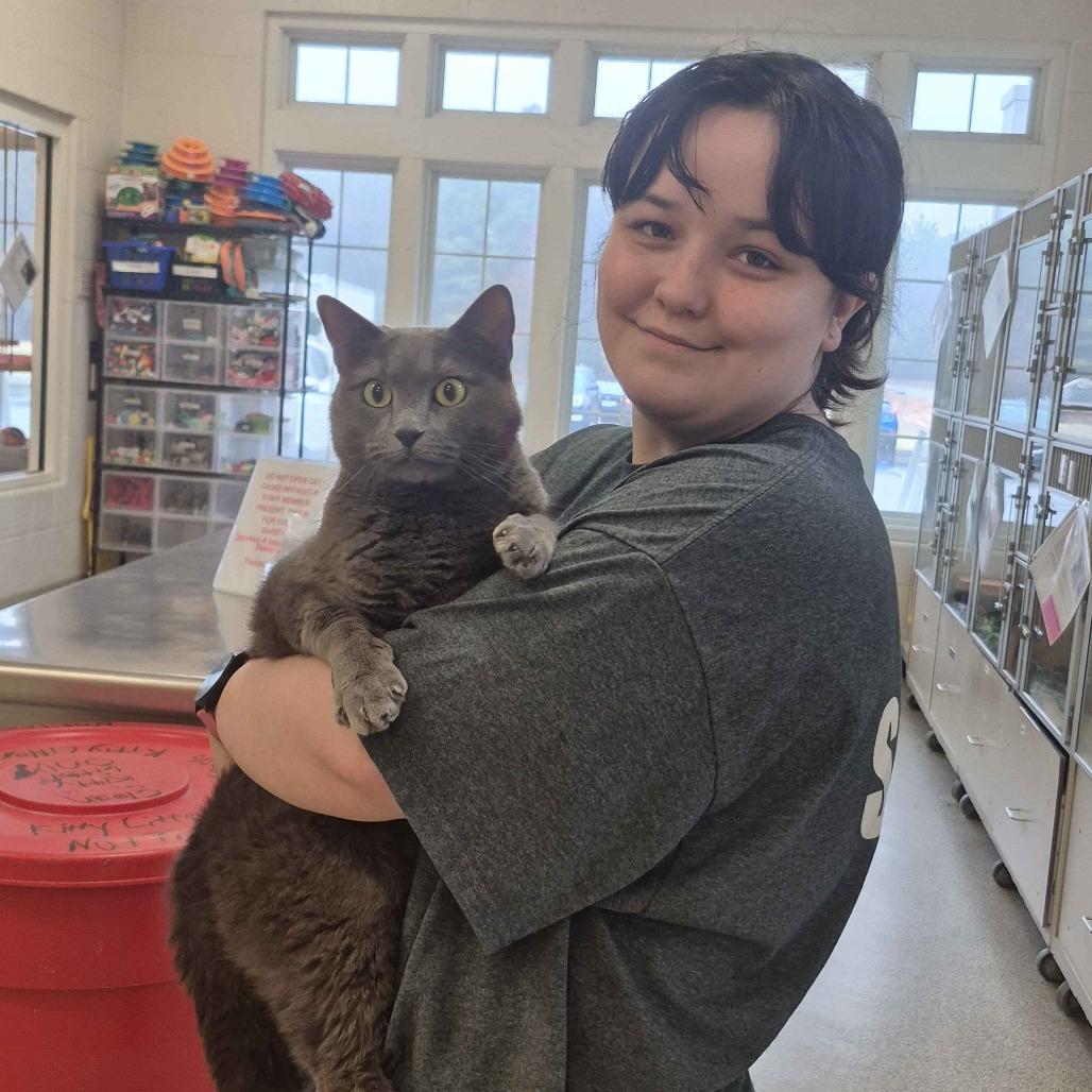 Pebbles, a Adoptable Domestic Short Hair in Gloucester, VA image 3/3