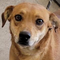 Buddy, Adoptable, Adult Male Mixed Breed.